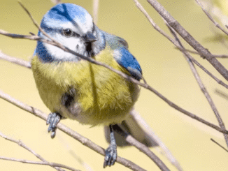 Cantur y SEO/BirdLife organizan rutas guiadas durante el verano para aproximarse a las aves