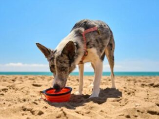 Operación salida con perro: la guía definitiva para viajar este verano sin estrés (ni para ti ni para él)