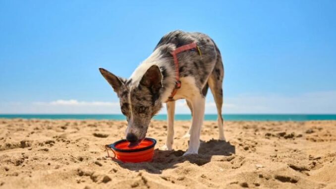 Operación salida con perro: la guía definitiva para viajar este verano sin estrés (ni para ti ni para él)